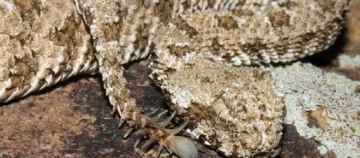 Spider-tailed Horned: Το φίδι που θα τρομάξει όσους φοβούνται τις αράχνες (βίντεο)